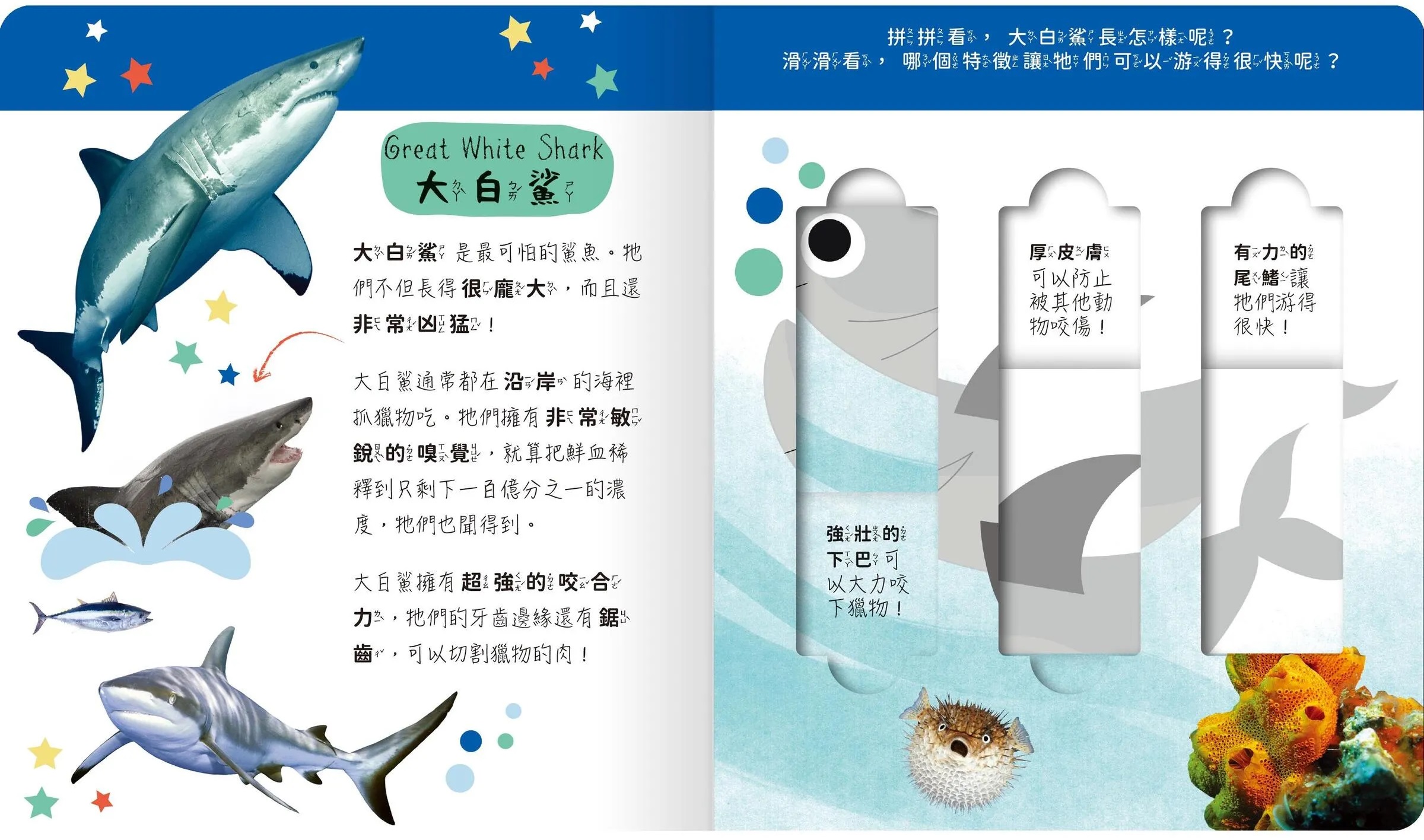 lovely puzzle-海洋動物園